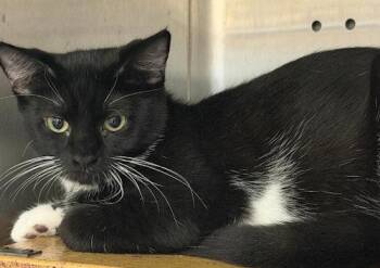Leia - PSP -  Domestic Short Hair Cat for Adoption in Oakland Park, Florida - Leia - PSP | PetCurious