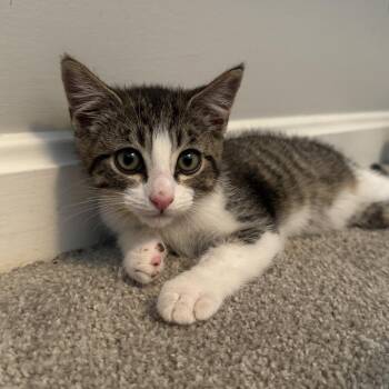 Pineapple -  Domestic Short Hair Cat for Adoption in La Grange, Kentucky - Pineapple | PetCurious