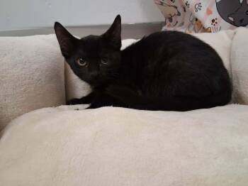 Midnight -  Domestic Short Hair Cat for Adoption in Parlier, California - Midnight | PetCurious