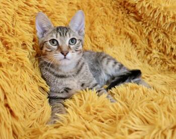 Tabby Cats Available for Adoption - Star Crunch | PetCurious
