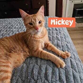 Domestic Short Hair Cats Available for Adoption in Toms River, New Jersey - Mickey | PetCurious