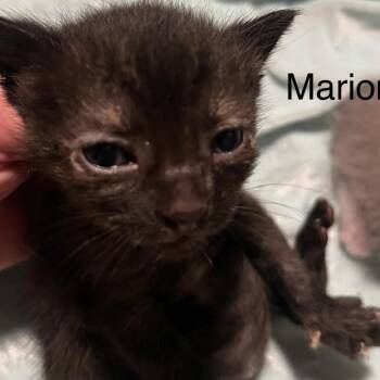 Domestic Short Hair Cats Available for Adoption in Greensboro, Georgia - Marion | PetCurious