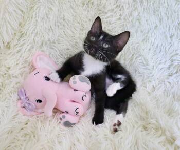 Tuxedo Cats Available for Adoption in St. Augustine, Florida - Short Cake | PetCurious
