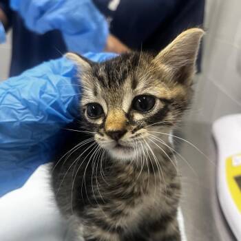 Fire Truck -  Domestic Short Hair Cat for Adoption in Summerville, South Carolina - Fire Truck | PetCurious