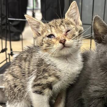Raya -  Domestic Short Hair Cat for Adoption in San Antonio, Texas - Raya | PetCurious