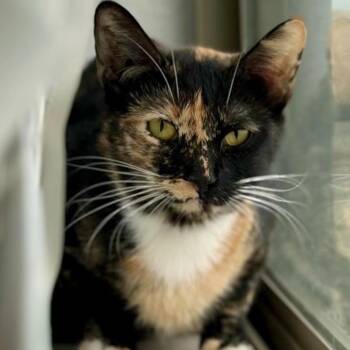 Domestic Short Hair Cats Available for Adoption in Arizona City, Arizona - M - Ginger | PetCurious