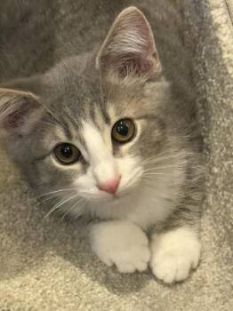 Tilly -  Domestic Short Hair Cat for Adoption in Chattanooga, Tennessee - Tilly | PetCurious