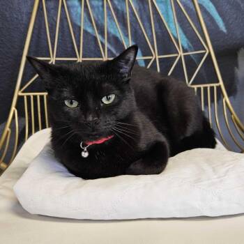 Silverton -  Domestic Short Hair Cat for Adoption in Las Vegas, Nevada - Silverton | PetCurious