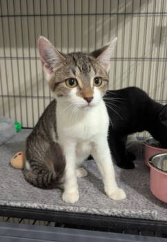 Rescue Tabby and Domestic Short Hair Cats for Adoption in Ocala, Florida - Marbel | PetCurious