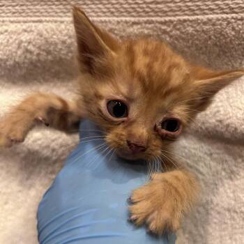 Mango 26-06-001 -  Domestic Short Hair Cat for Adoption in Bastrop, Texas - Mango 26-06-001 | PetCurious
