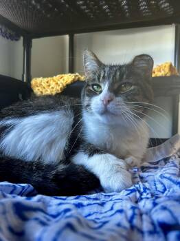 Tabby Cats Available for Adoption in Grand Rapids, Michigan - Thumbs | PetCurious