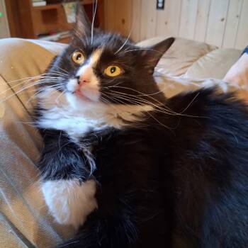 Rescue Domestic Long Hair Cats for Adoption in Washington, District Of Columbia - Henry | PetCurious