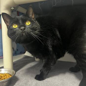Rescue Domestic Short Hair Cats for Adoption in Fort Wayne, Indiana - Saki | PetCurious