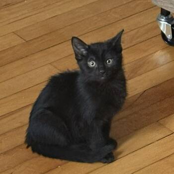 Spam -  Domestic Short Hair Cat for Adoption in Chicago, Illinois - Spam | PetCurious