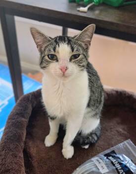 Berkley -  Domestic Short Hair Cat for Adoption in Oriental, North Carolina - Berkley | PetCurious