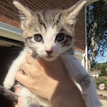 Buddy -  Domestic Short Hair Cat for Adoption in North Canton, Ohio - Buddy | PetCurious