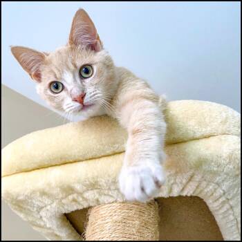 Domestic Short Hair and Tabby Cats Available for Adoption - Fawn | PetCurious