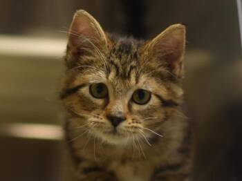 Woody -  Domestic Short Hair Cat for Adoption in Portland, Oregon - Woody | PetCurious