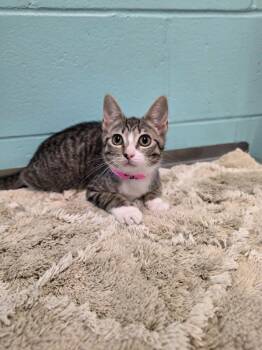 Sandra -  Domestic Short Hair Cat for Adoption in Umatilla, Florida - Sandra | PetCurious