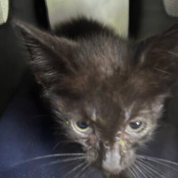 HONA -  Domestic Short Hair Cat for Adoption in Greensboro, North Carolina - HONA | PetCurious