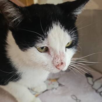 McQueen -  Domestic Short Hair Cat for Adoption in Jupiter, Florida - McQueen | PetCurious