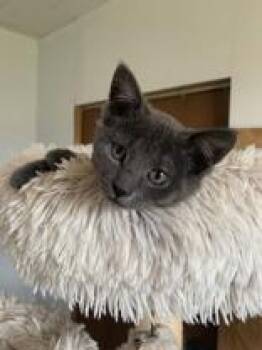 Tosca (bonded with Mozart) -  Domestic Short Hair Cat for Adoption in Pickering, Ontario - Tosca (bonded With Mozart) | PetCurious
