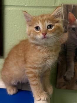 Subaru -  Domestic Short Hair Cat for Adoption in Defiance, Ohio - Subaru | PetCurious