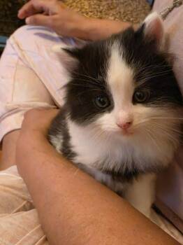 Fluffy -  Domestic Long Hair Cat for Adoption in Mississauga, Ontario - Fluffy | PetCurious