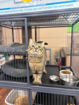 Jerry -  Domestic Short Hair Cat for Adoption in Fredericton, New Brunswick - Jerry | PetCurious