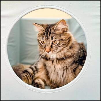 Domestic Long Hair and Tabby Cats Available for Adoption - Mazie | PetCurious
