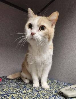 Domestic Medium Hair Cats Available for Adoption - Boots | PetCurious