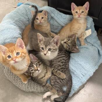 Domestic Short Hair Cats Available for Adoption - Saturn | PetCurious