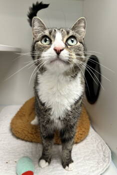 Rescue Domestic Short Hair Cats for Adoption in INDN HBR BCH, Florida - Itty Bitty Kitty NC | PetCurious