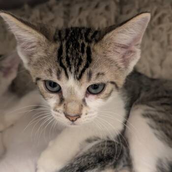 Domestic Short Hair Cats Available for Adoption in Sonoma, California - Kai | PetCurious