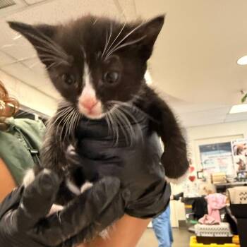 Domestic Short Hair Cats Available for Adoption in Los Angeles, California - Chicken Pot Pie | PetCurious