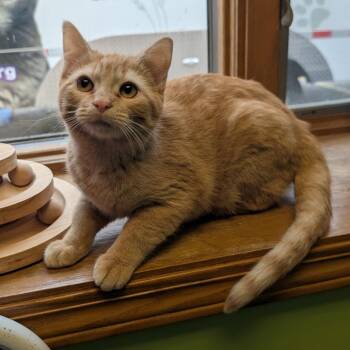 Genevieve -  Domestic Short Hair Cat for Adoption in Emporia, Kansas - Genevieve | PetCurious