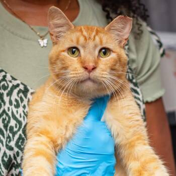 Domestic Short Hair Cats Available for Adoption in Hattiesburg, Mississippi - Baron | PetCurious