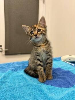 Ms Crystal -  Domestic Short Hair Cat for Adoption in Kansas City, Missouri - Ms Crystal | PetCurious