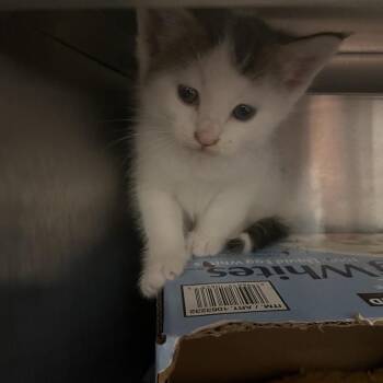 Kiss -  Domestic Short Hair Cat for Adoption in Los Angeles, California - Kiss | PetCurious