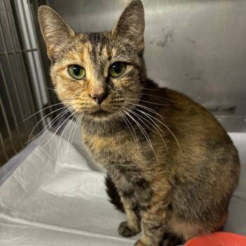 Twix -  Domestic Short Hair Cat for Adoption in Granville, Ohio - Twix | PetCurious