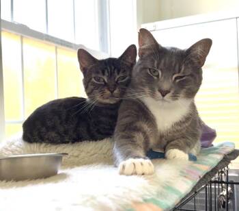Gooseberry -  Domestic Short Hair Cat for Adoption in Cumberland, Maine - Gooseberry | PetCurious