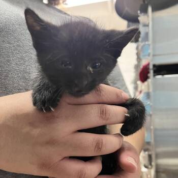 Zipper -  Domestic Short Hair Cat for Adoption in Ardmore, Oklahoma - Zipper | PetCurious