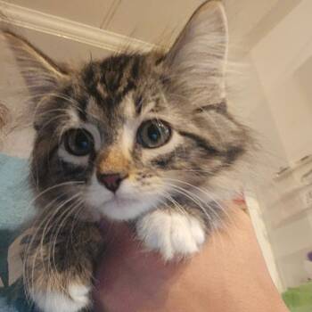 Maple -  Domestic Medium Hair Cat Available for Adoption in Hanna City, Illinois - Maple | PetCurious