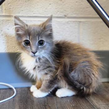 Medusa -  Domestic Medium Hair Cat for Adoption - Medusa | PetCurious