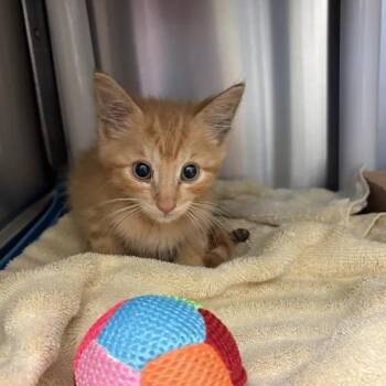 Blooper -  Domestic Short Hair Cat for Adoption in Lynchburg, Virginia - Blooper | PetCurious