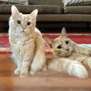 Augusta (Gus) and Hank -  Domestic Long Hair Cat for Adoption in Guelph, Ontario - Augusta (Gus) And Hank | PetCurious
