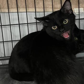 Teeter -  Domestic Short Hair Cat for Adoption in Fairmont, West Virginia - Teeter | PetCurious