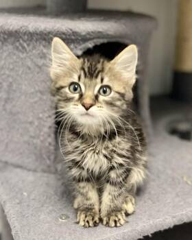 Sturgeon -  Domestic Long Hair and Tabby Cat for Adoption in Jamestown, California - Sturgeon | PetCurious