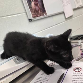 Lovey -  Domestic Short Hair Cat Available for Adoption in Chattanooga, Tennessee - Lovey | PetCurious