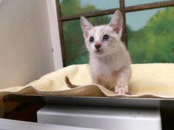 A2080196 -  Domestic Short Hair Cat for Adoption in Houston, Texas - A2080196 | PetCurious
